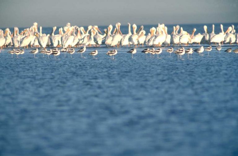 Weiße Pelikane in Lake Charles