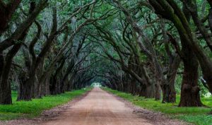 EVERGREEN-PLANTATION_ALLEY_CREDIT-LOT_WEBP