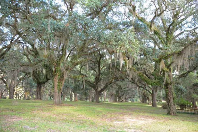 GREENWOOD-PLANTATION-4_CREDIT-LOT_WEBP