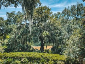 SHADOWS-ON-THE-TECHE-24_CREDIT-WTS_WEBP
