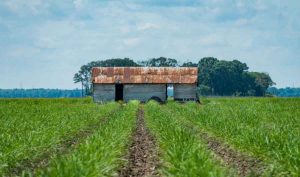 ST-JOSEPH-PLANTATION-5_CREDIT-NOPC_WEBP