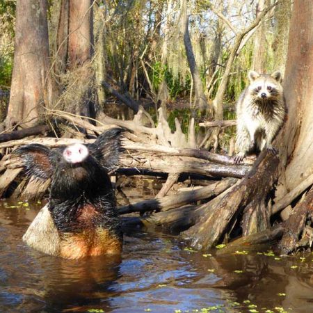 Honey Swamp Tour